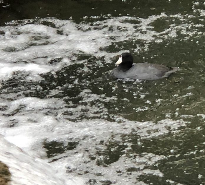 BCF51398-E248-4ED5-9AE5-0A57F4295D41