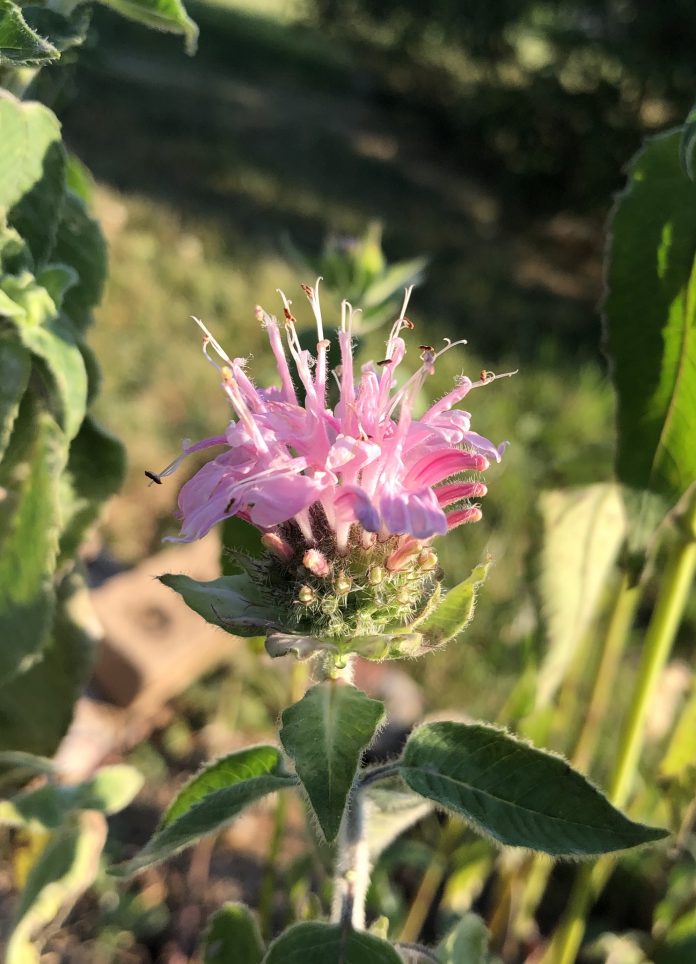 3A18B29C-03A9-4E95-97FE-76CBEA45A93E