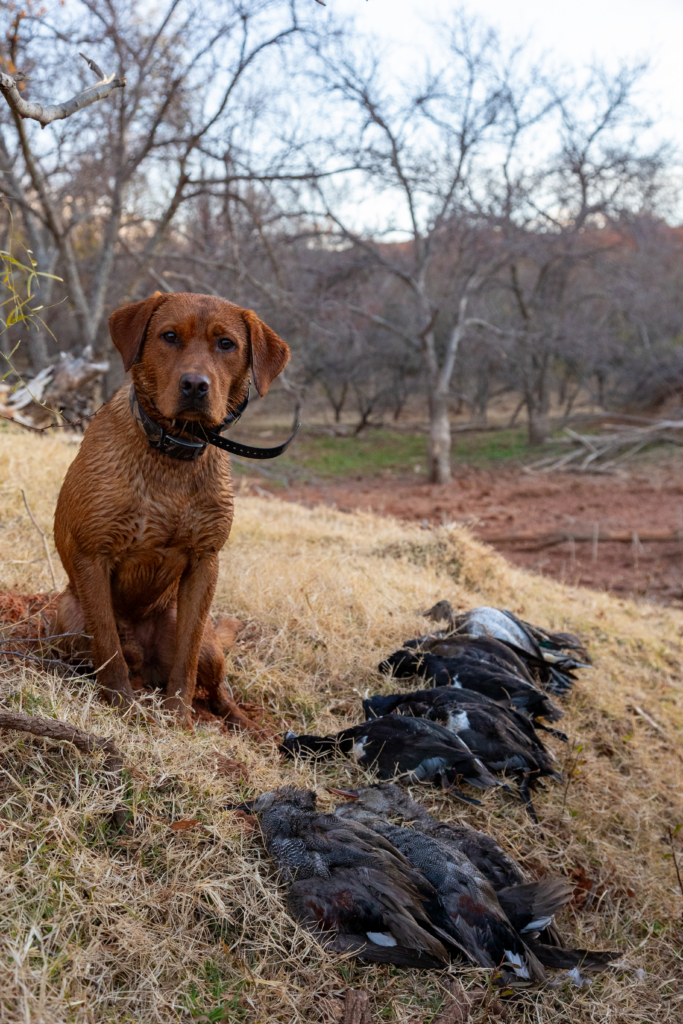 Dan Hunting Dog Duck Hunt