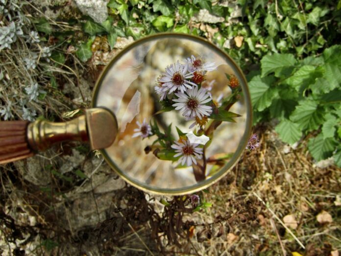 magnifying-glass-3714541_1280 magnifying glass