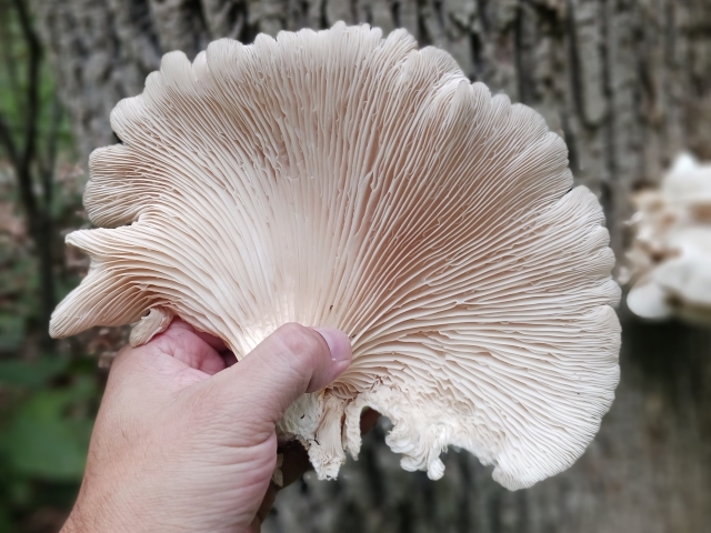 GAT_spring_edibles (1)